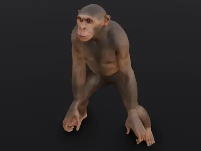 Animated Monkey 3D Model Low-poly 3D model
