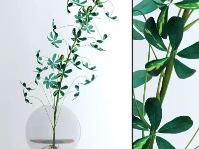 Schefflera Single 3D model