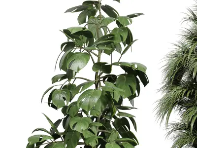 Monstera and Palm set Plants in concrete dirt vase 205 3D model