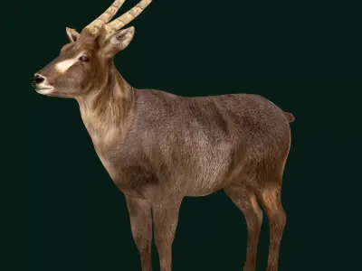 Elliptical Waterbuck Antelope Low-poly 3D model