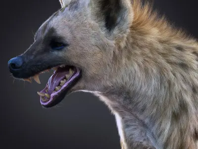 Hyena Static  Xgen core 3D model