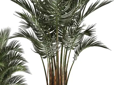 Collection of Exotic plants palms Howea 3D model