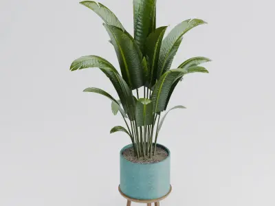 Bird of paradise pot plant 3D model