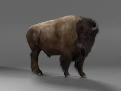 Bison Male Animated 3D model