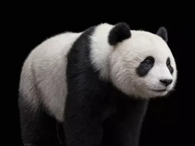 Panda Bear Rigged Animated  3D model