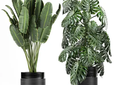 Houseplants in a black pot for the interior 710 3D model
