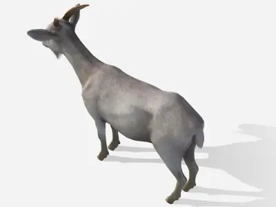 Goat - Female Low-poly 3D model