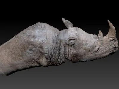 Rhino bust 3D model