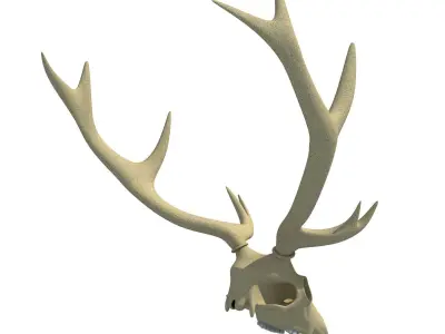 Deer Skull 3D model