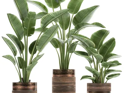 Houseplants in a pot for the interior 722 3D model