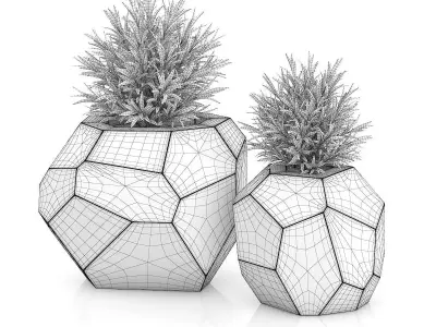 Two Plants in Modern Wooden Pots 3D model