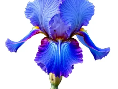 Blue Iris Flower model pack Low-poly 3D model