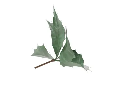 leaves and fruit 3D model