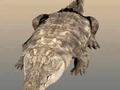 Crocodile Realistic Rigged 3D model