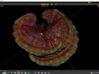 reishi mushroom for 3d print webgl and game AR VR Low-poly 3D model