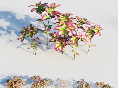 coleus plant-3 3D model
