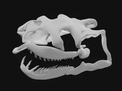 Anaconda skull of anaconda skeleton 3D model
