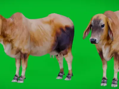 Indian Cow Low-poly 3D model