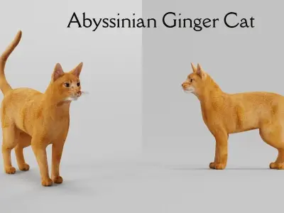 Abyssinian Ginger Cat 3D model