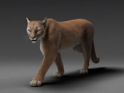Puma Animated 3D model