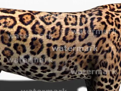 Realistic Jaguar - no fur 3d model 3D model