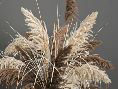 Pampas grass in a flowerpot for the interior 1061 3D model