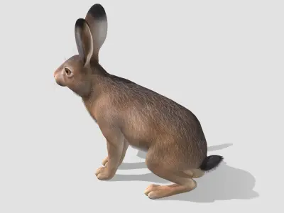 Hare - Male Low-poly 3D model