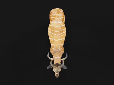 Greater Kudu Antelope Animal  Low-poly 3D model