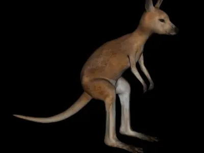 t12-joey kangaroo 3D model