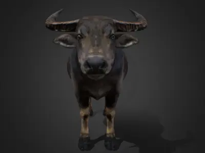 Asian Buffalo - Water Buffalo Realistic 3D model
