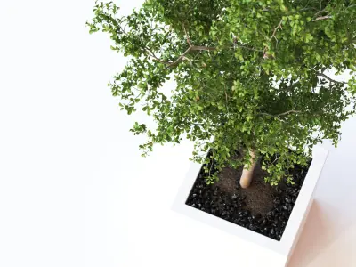 Green tree in white bowl 3D model