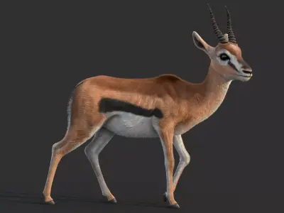 Gazelle 2 FUR 3D model