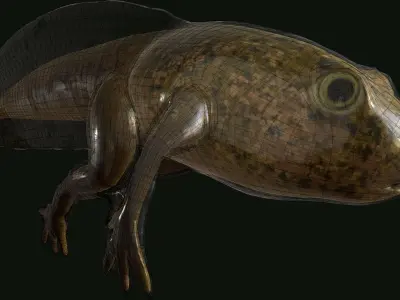 Edible Frog Tadpole Low-poly 3D model