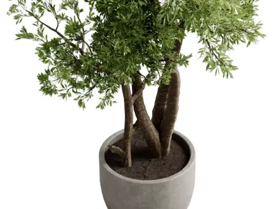 Tree Branch palnt - set indoor plant 681  3D model