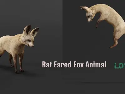 Bat Eared Fox Animal  Low-poly 3D model