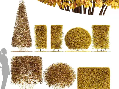 4diffrent bush Dwarf Yaupon Holly Box Spherical Cone Fall 3D model