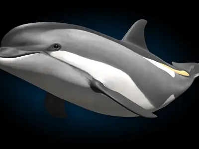 Atlantic White-Sided Dolphin 3D model