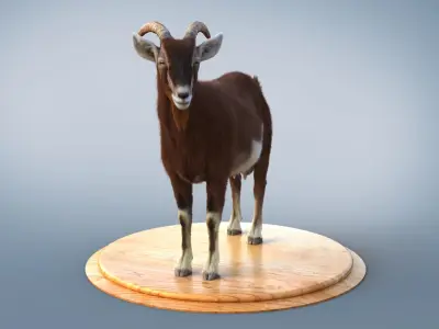 Brown Goat static Xgen Core 3D model
