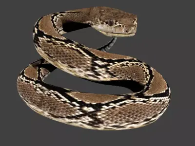lowpoly snake python Low-poly 3D model