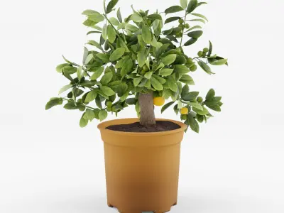 Collection of Citrus Houseplant - 7 Models