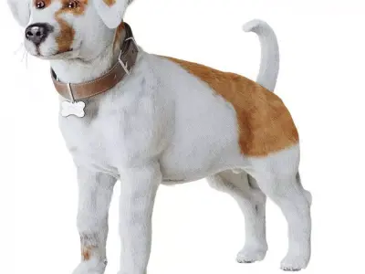 Jack Russell Terrier 3D model