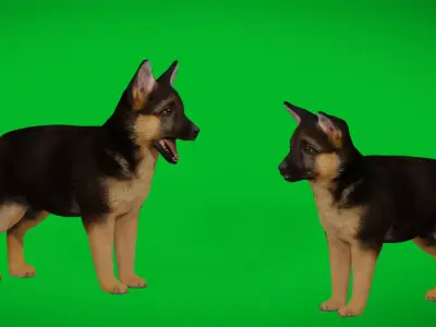 Shepherd Puppy Dog Low-poly 3D model