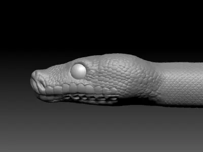 Python Zbrush Model 3D model