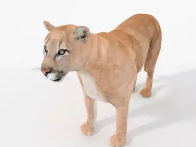 Cougar panther Low-poly 3D model
