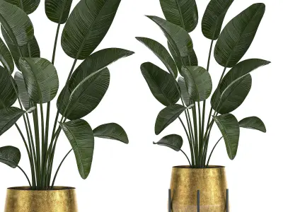 Decorative plants in Luxury Gold Pots for the interior 545 3D model