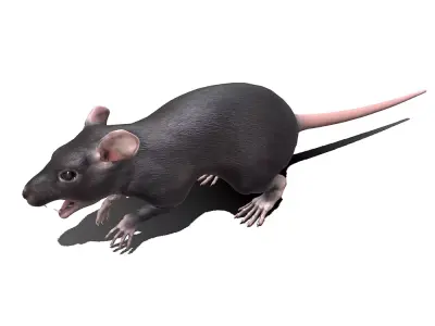Rat Low-poly PBR Low-poly 3D model