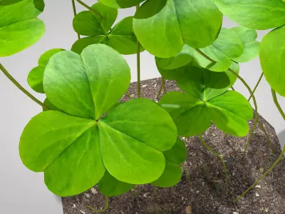 Plant Three-Leaf Clover 3D Model 3D model