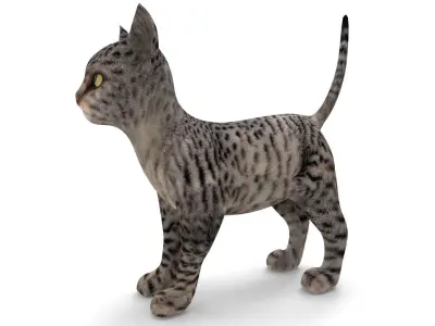 3d Pet Cat low poly Model Low-poly 3D model