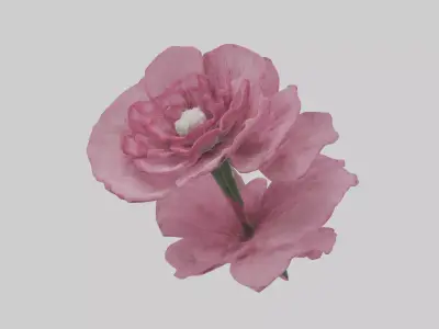 Dianthus model Low-poly 3D model