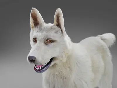 Fur White Dog Rigged Low-poly 3D model